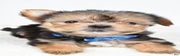 Morkie dogs for sale: Jeff teacup - Ad 5