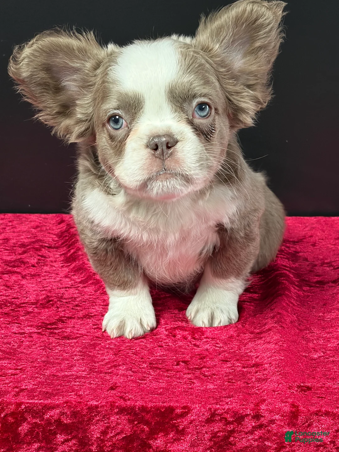 French Bulldog dogs for sale: Cherry  - Ad 6