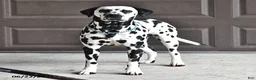Dalmatian dogs for sale: Freckles - Ad 7
