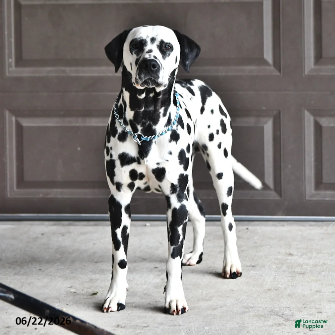 Dalmatian dogs for sale: Freckles - Ad 7