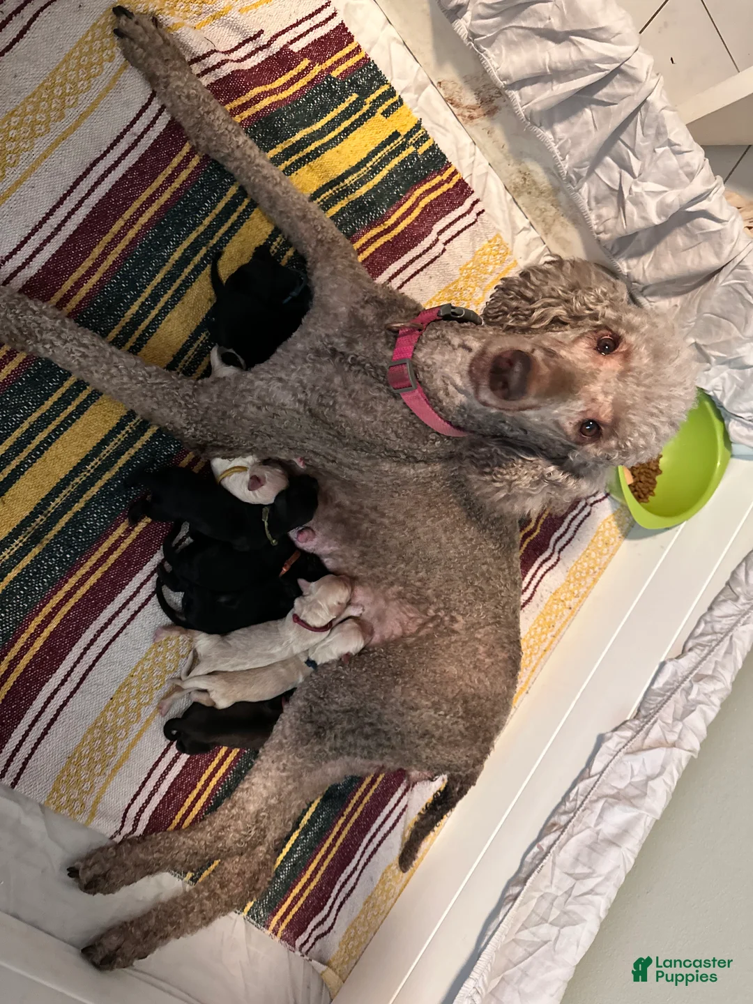 Goldendoodle dogs for sale: Goldendoodle Puppy 1 - Ad 2