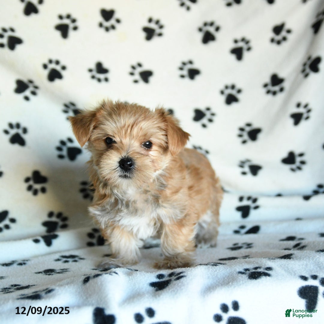 Morkie dogs for sale: Larry - Ad 4