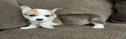 Welsh Corgi Pembroke dogs for sale: Cali  - Ad 7