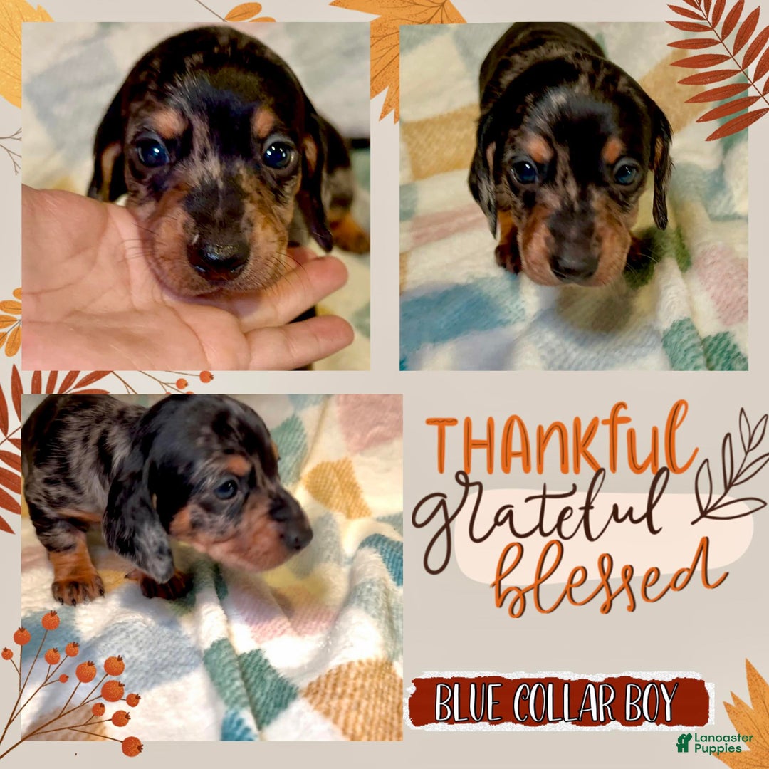 Miniature Dachshund dogs for sale: Blue Collar - Ad 1