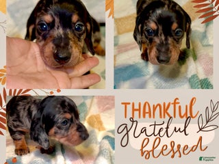 Miniature Dachshund dogs Blue Collar - Ad 22