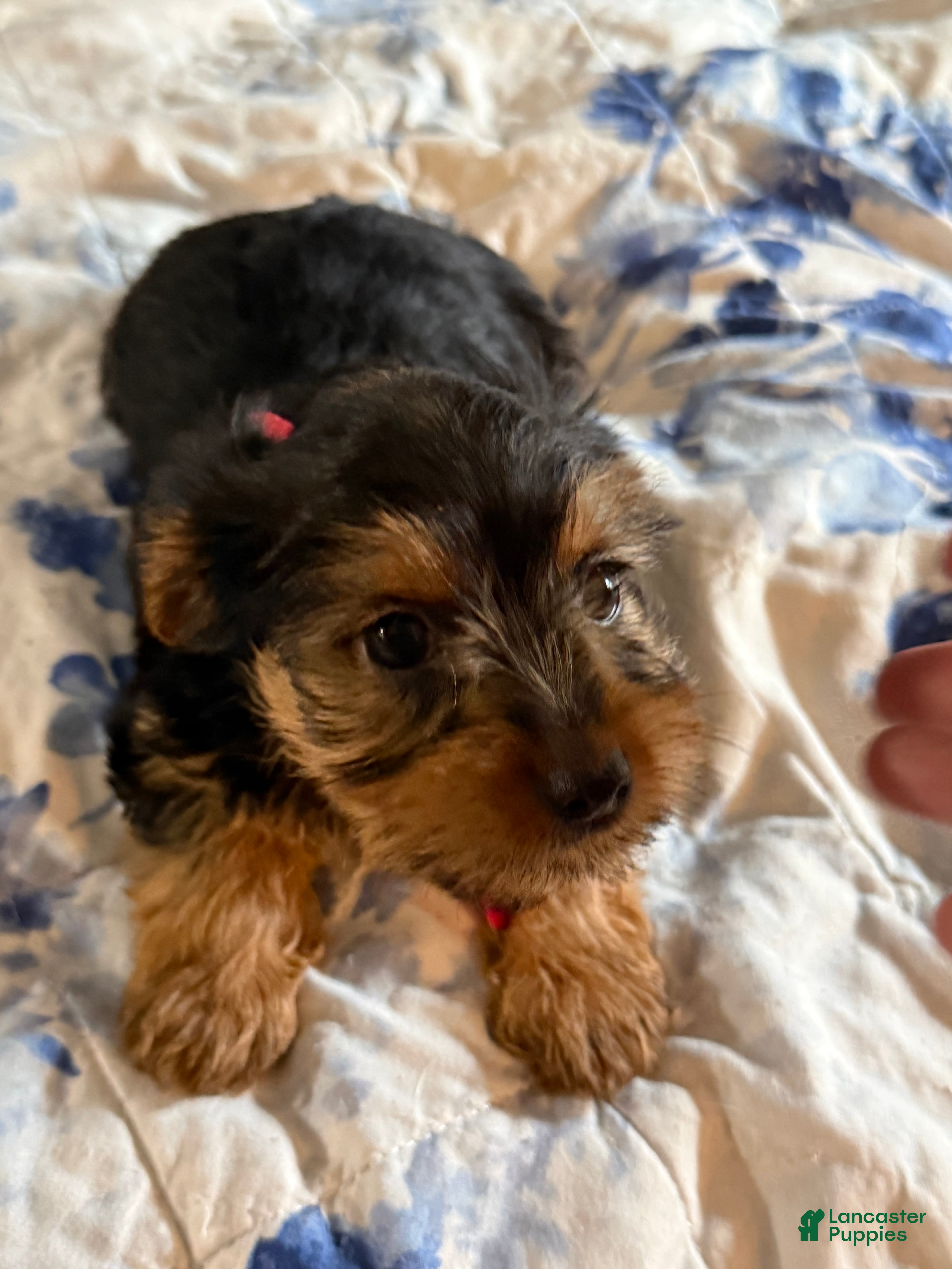 Yorkshire Terrier dogs Tiny Sasha  - Ad 1