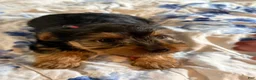Yorkshire Terrier dogs for sale: Tiny Sasha  - Ad 1