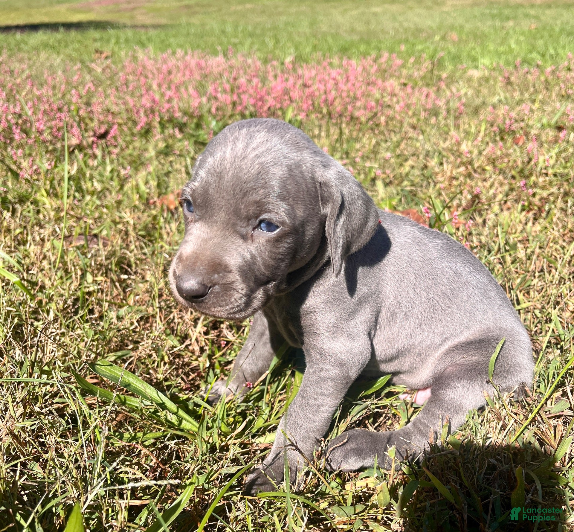 Weimaraner dogs Weimaraner 4 - Ad 15