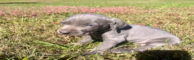 Weimaraner 4