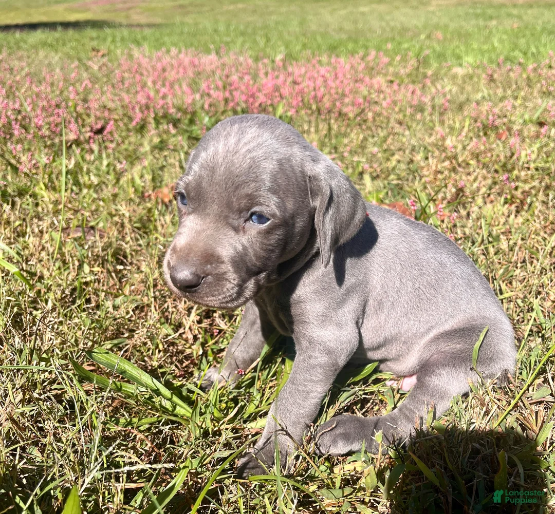 Weimaraner dogs for sale: Weimaraner 4 - Ad 1