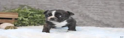 Boston Terrier dogs for sale:    GAVEN    *AKC* - Ad 6