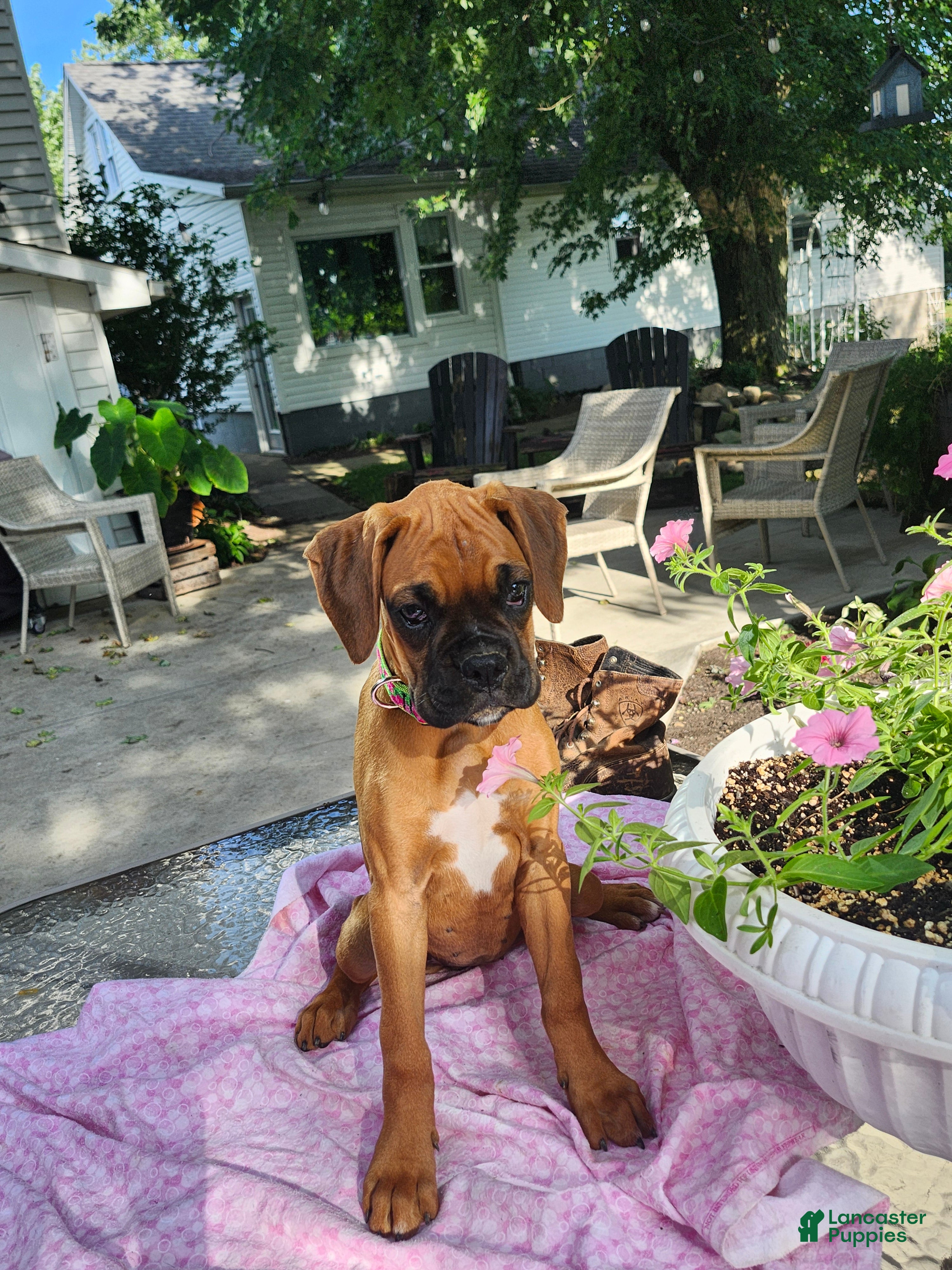 Boxer dogs Lily - Ad 2