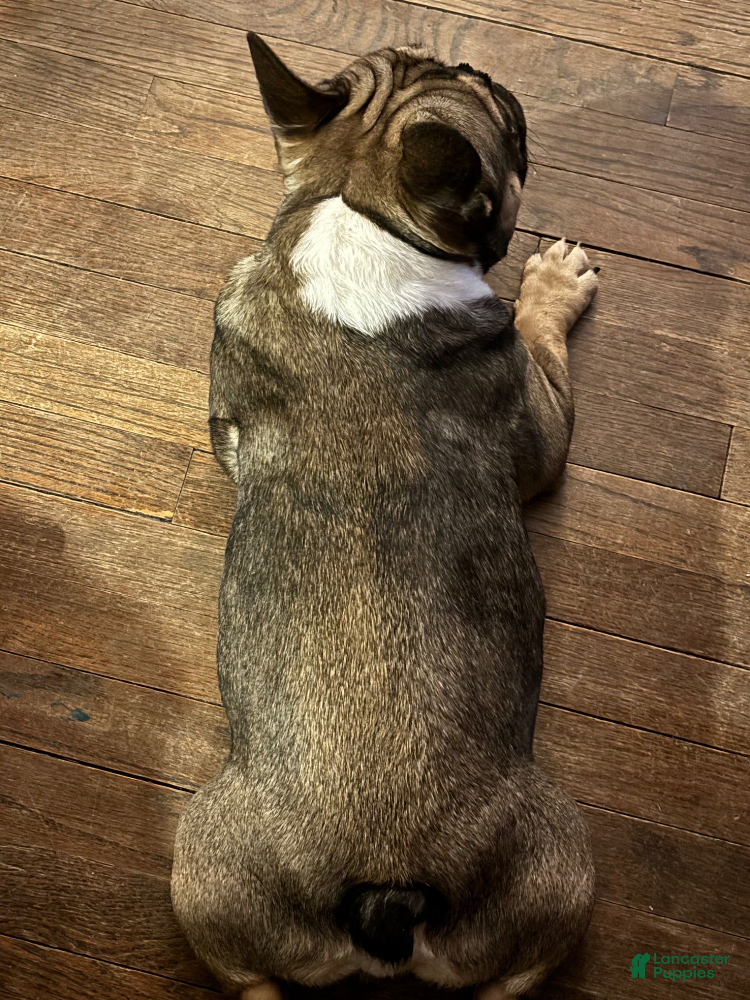 French Bulldog dogs Hades  - Ad 2