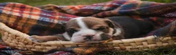 English Bulldog dogs for sale: Walter English Bulldog  - Ad 5