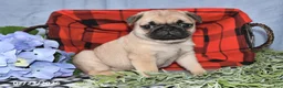 Pug dogs for sale: Courtney - Ad 1