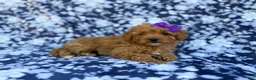 Cavapoo dogs for sale: Ariel - Ad 5