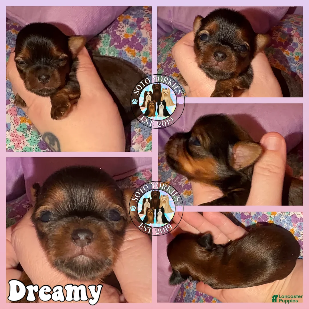 Yorkshire Terrier dogs for sale: Dreamy - Ad 2