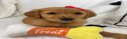 Golden Retriever dogs for sale: Ginger - Ad 2