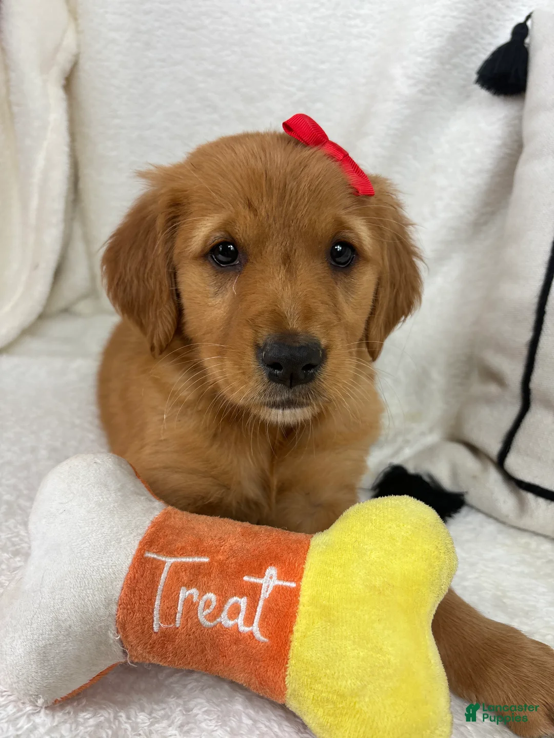 Golden Retriever dogs for sale: Ginger - Ad 2