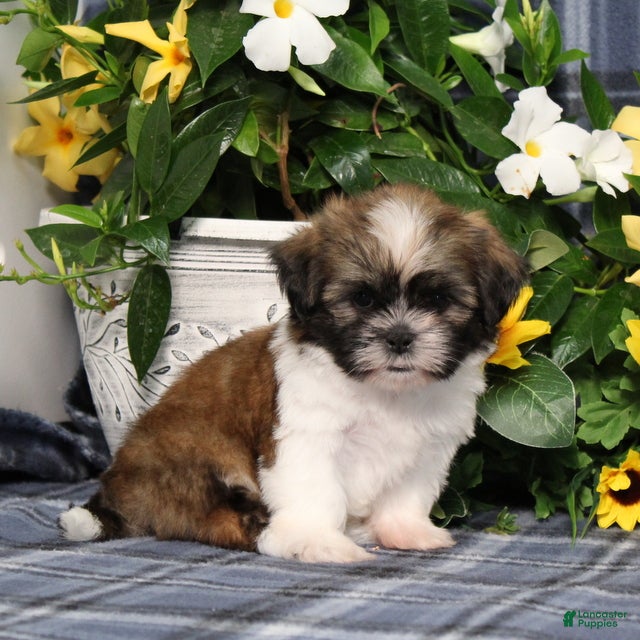 Shih Tzu dogs Truffles - Ad 2