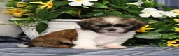 Shih Tzu dogs for sale: Truffles - Ad 2