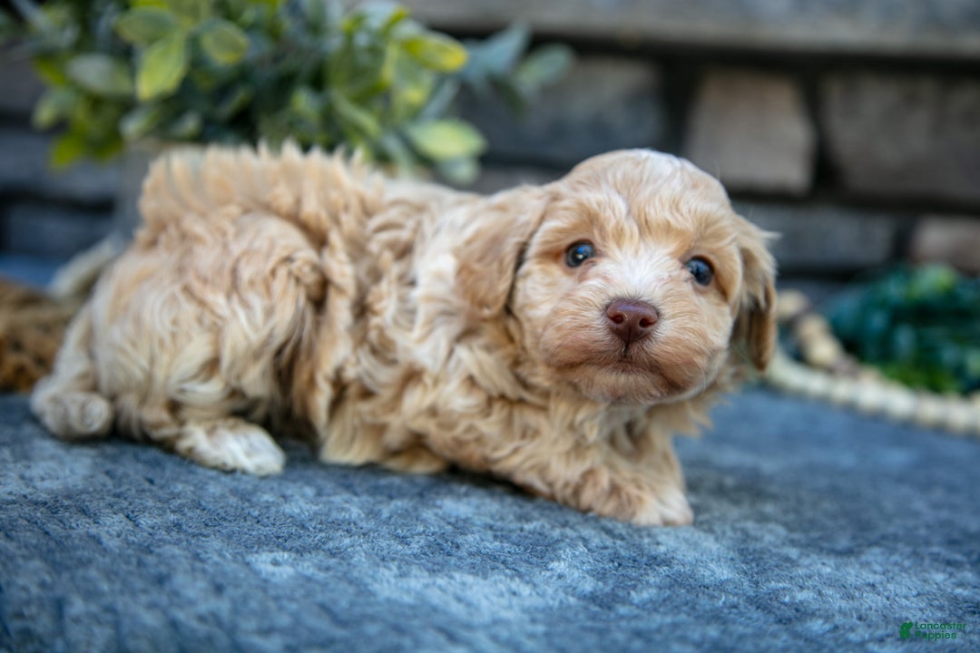 Havapoo dogs for sale: Silas - Ad 2