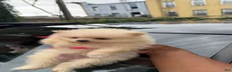 Pomeranian dogs for sale: Pomeranian 3 - Ad 5