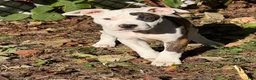 American Bully dogs for sale: American Bully 4.   (Nebula) - Ad 2