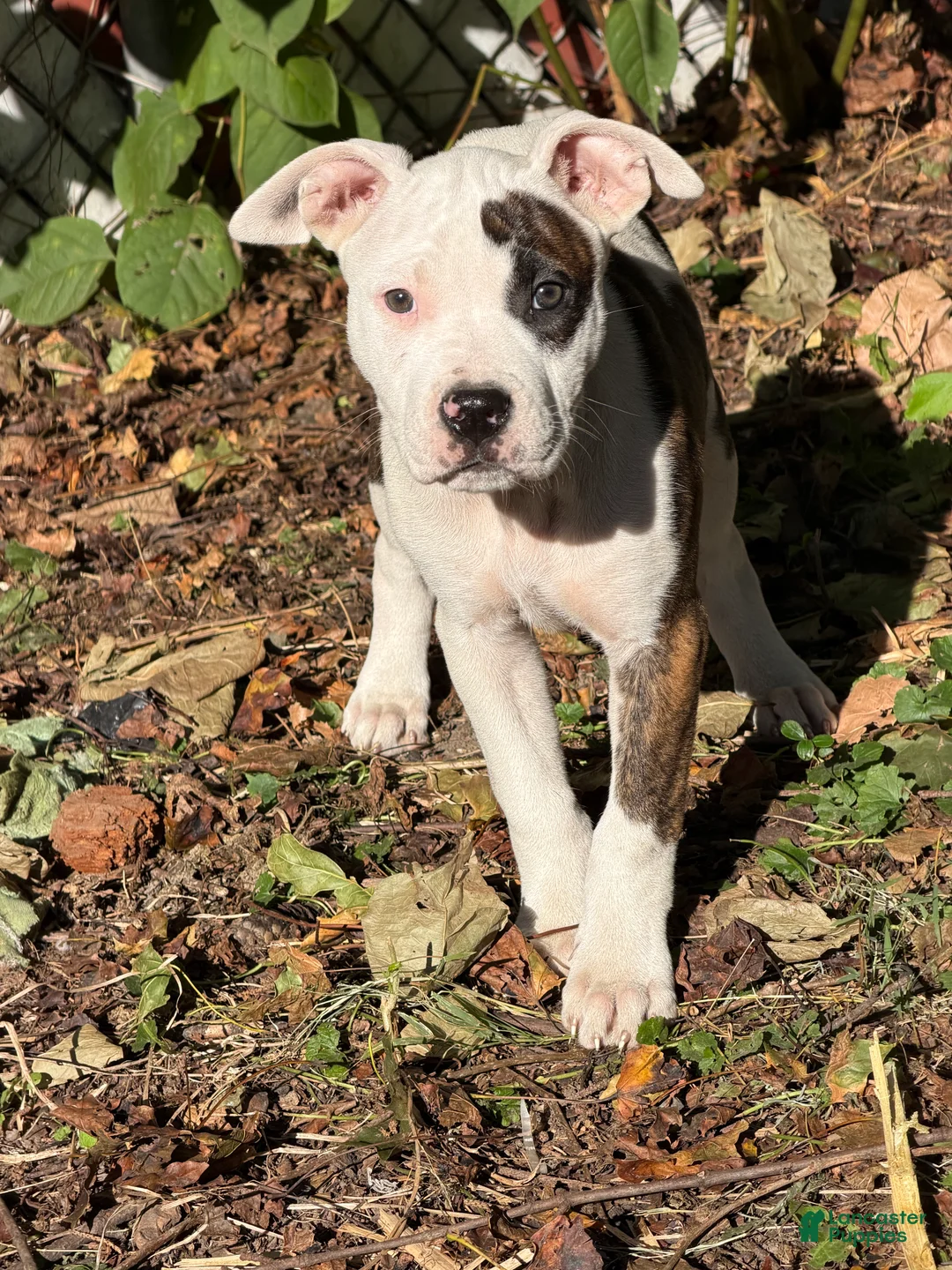 American Bully dogs for sale: American Bully 4.   (Nebula) - Ad 2