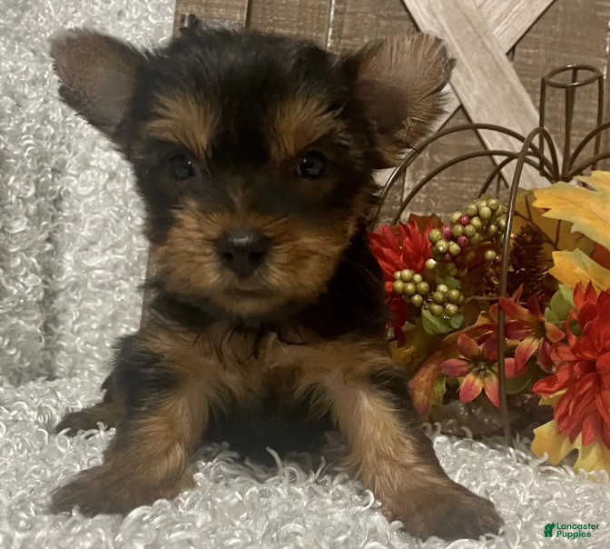Yorkshire Terrier dogs Lucy - Ad 6