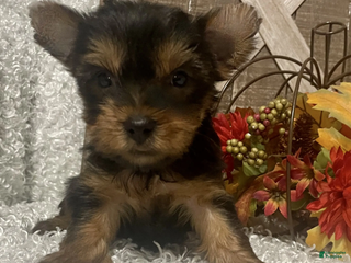 Yorkshire Terrier dogs Lucy - Ad 1