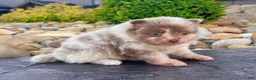 Pomeranian dogs for sale: Winston - Ad 4