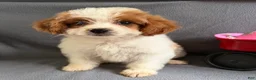 Mixed Breed dogs for sale: Jane - Ad 4
