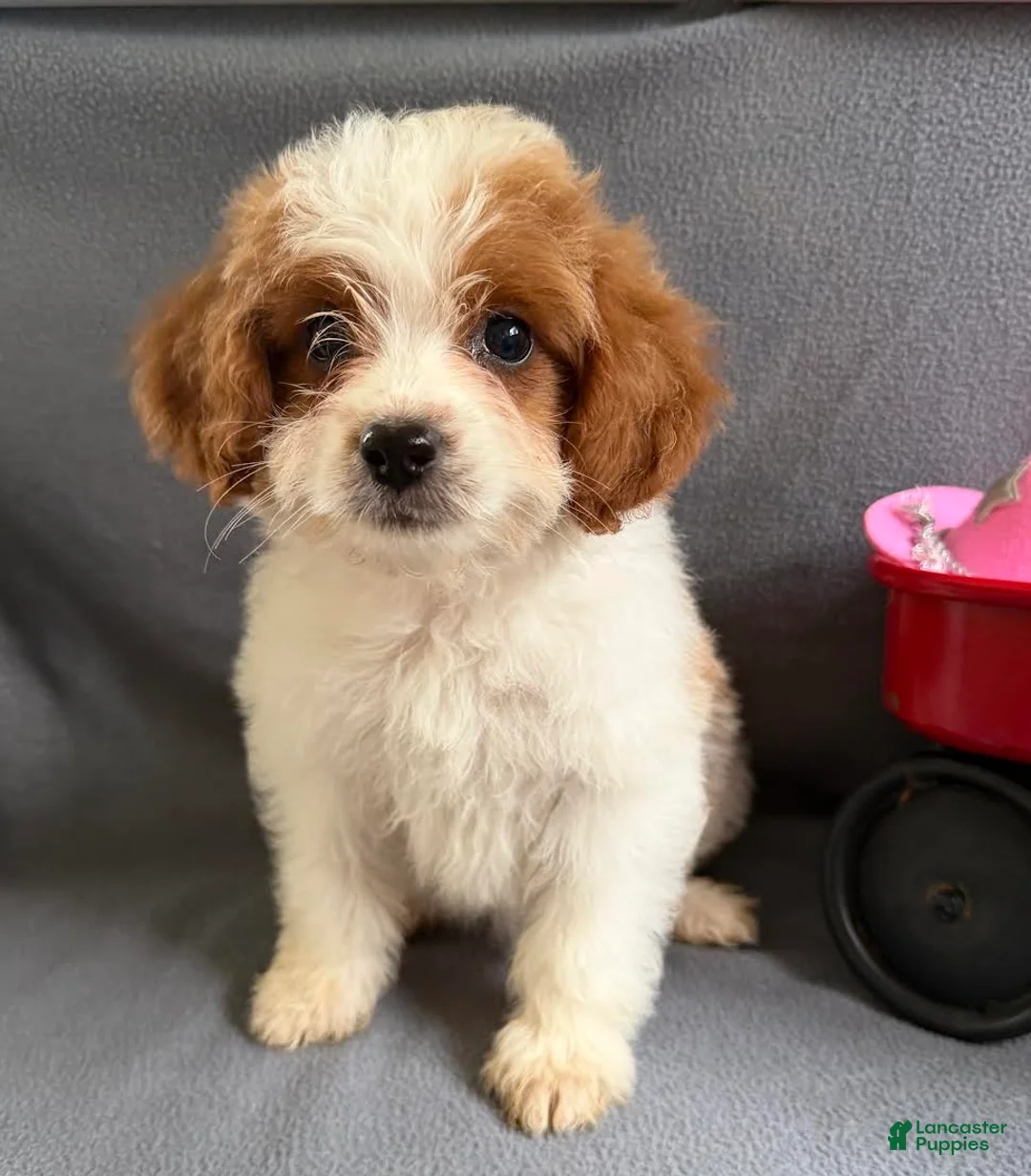 Mixed Breed dogs for sale: Jane - Ad 4