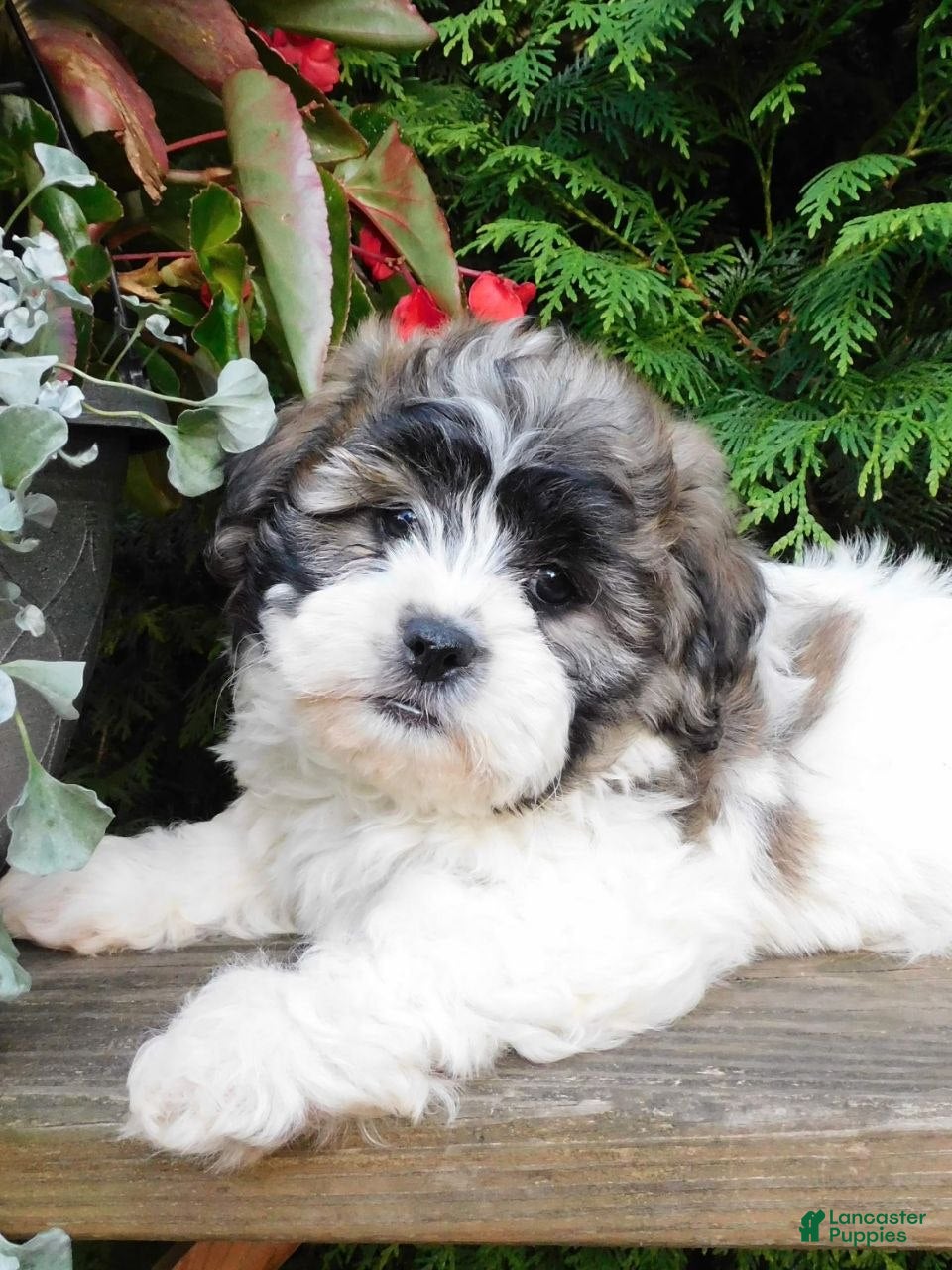 Teddy Bear dogs Lexi - Ad 2