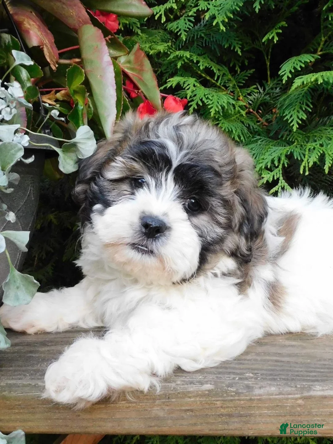 Teddy Bear dogs for sale: Lexi - Ad 2