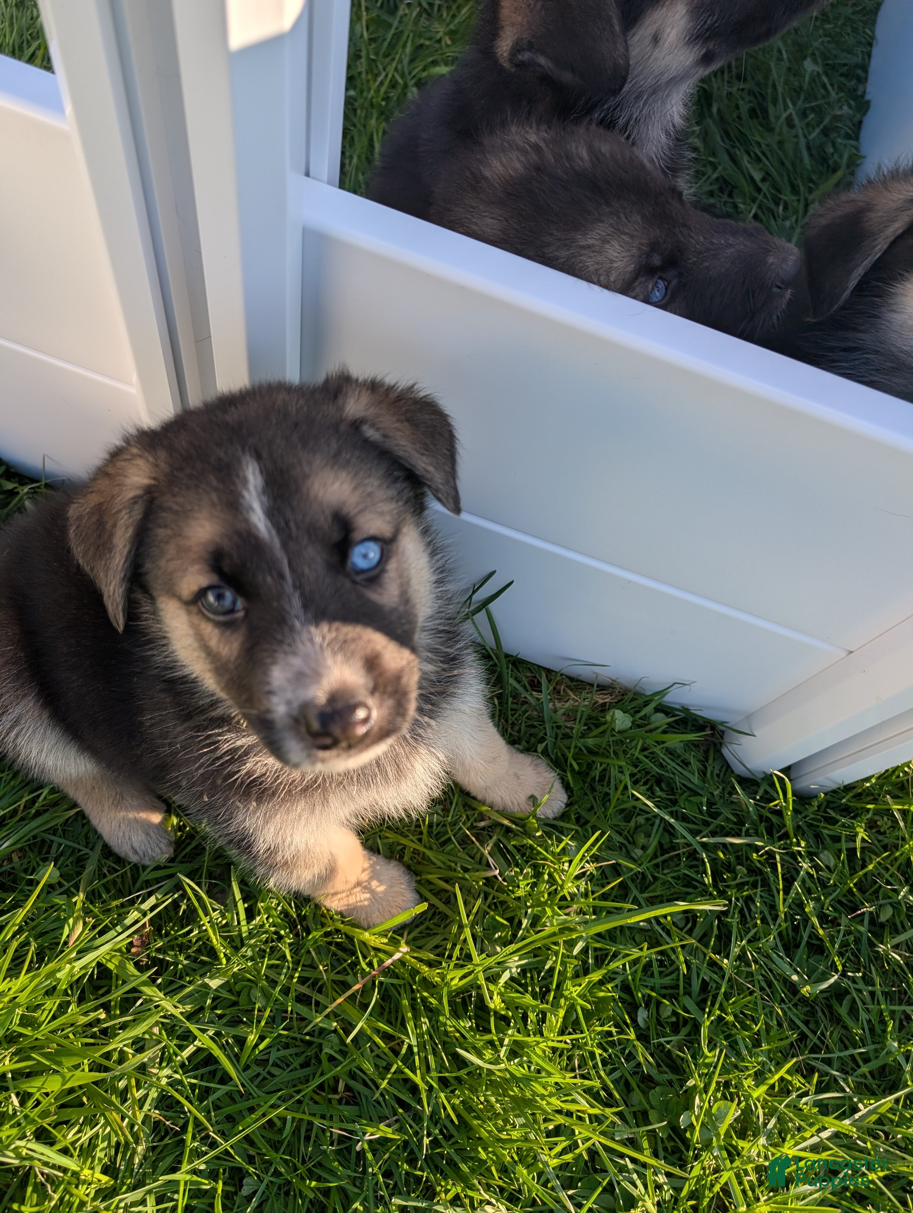 Gerberian Shepsky dogs Gerberian Shepsky Puppy 2 - Ad 22