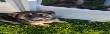 Gerberian Shepsky Puppy 2