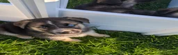 Gerberian Shepsky dogs for sale: Gerberian Shepsky Puppy 2 - Ad 1