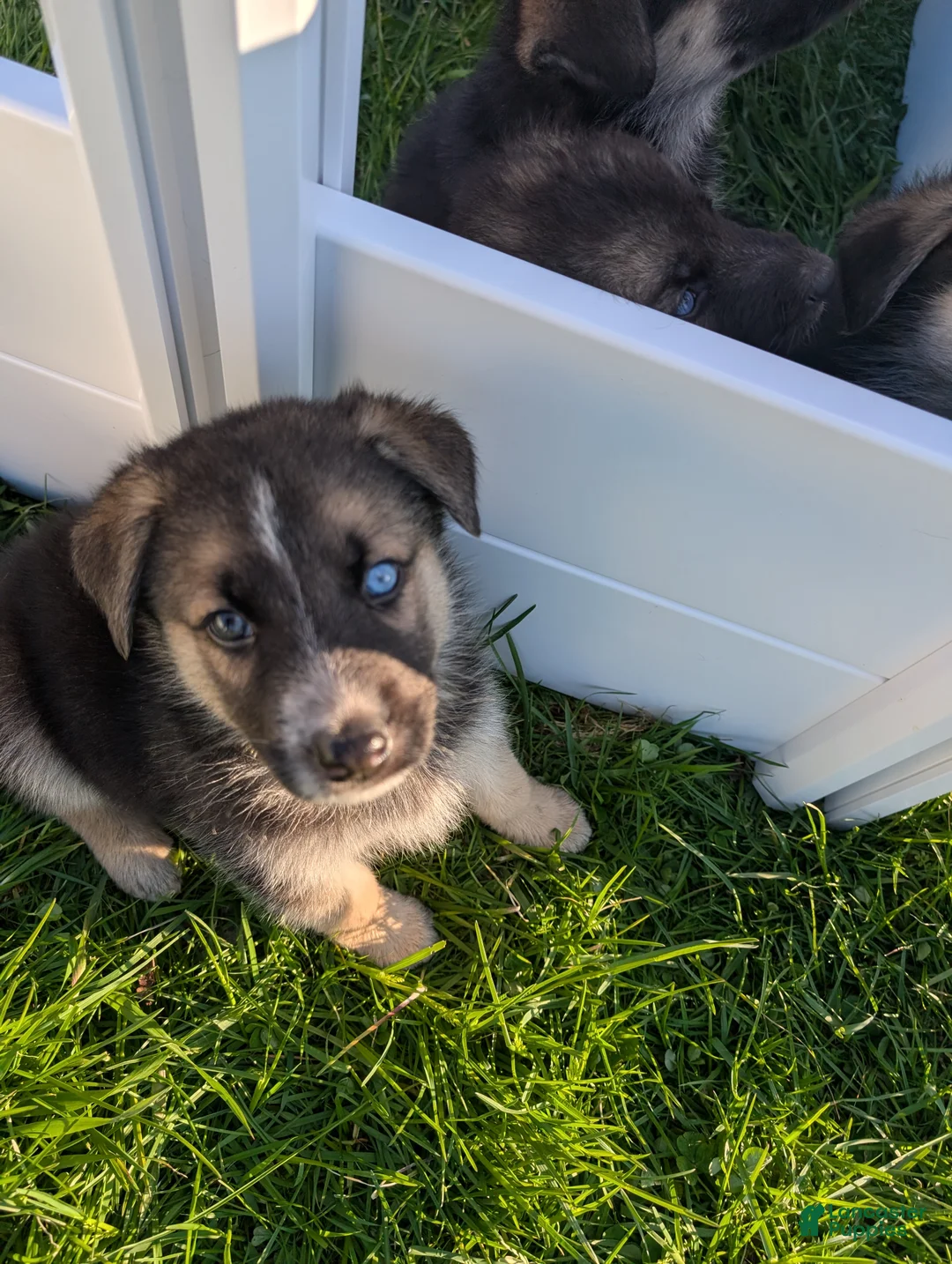 Gerberian Shepsky dogs for sale: Gerberian Shepsky Puppy 2 - Ad 1