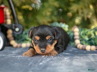 Yorkshire Terrier dogs Trina - Ad 22