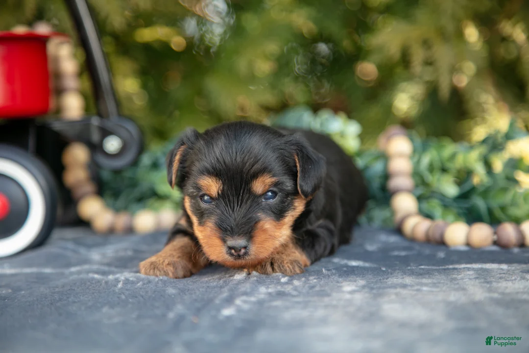 Yorkshire Terrier dogs for sale: Trina - Ad 1