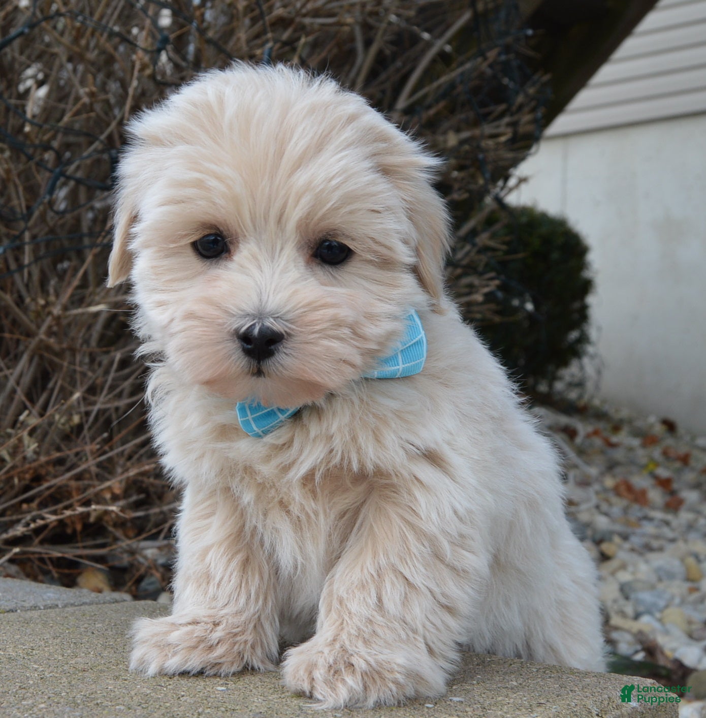 Maltipoo dogs Max - Ad 37