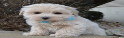 Maltipoo dogs for sale: Max - Ad 1