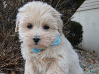 Maltipoo dogs Max - Ad 37