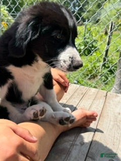 Mixed Breed dogs Freddie - Ad 2
