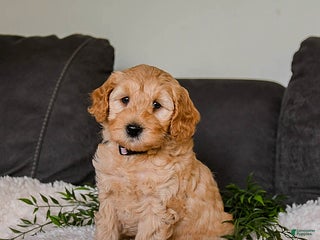 Mini Goldendoodle dogs - Ad 36