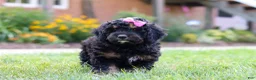 Bernedoodle dogs for sale: Paris - Ad 11