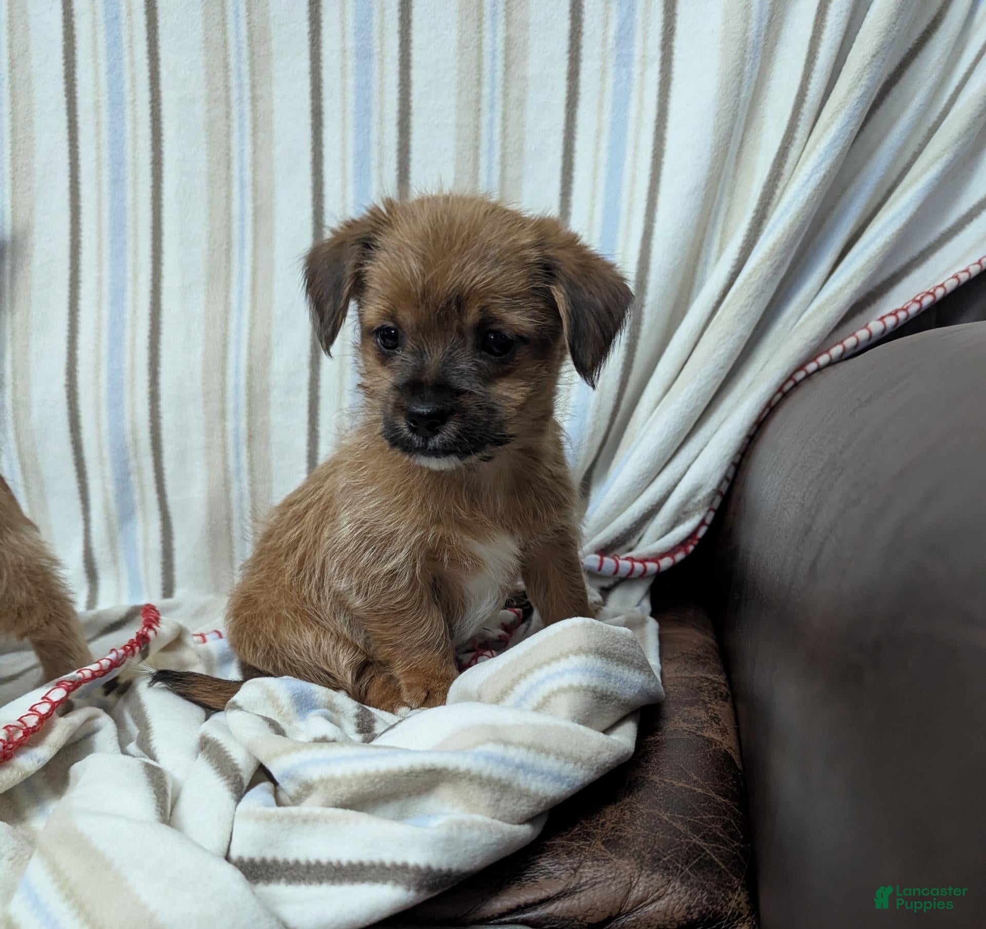 Shorkie dogs Shorkie 1 - Ad 1