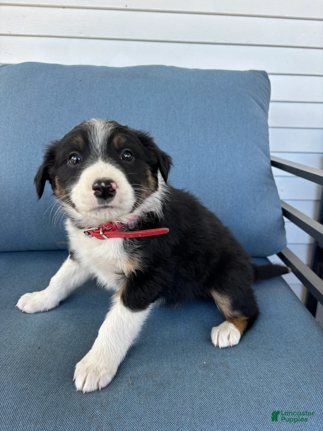 Mixed Breed dogs for sale: Lucky - Ad 2